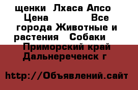 щенки  Лхаса Апсо › Цена ­ 20 000 - Все города Животные и растения » Собаки   . Приморский край,Дальнереченск г.